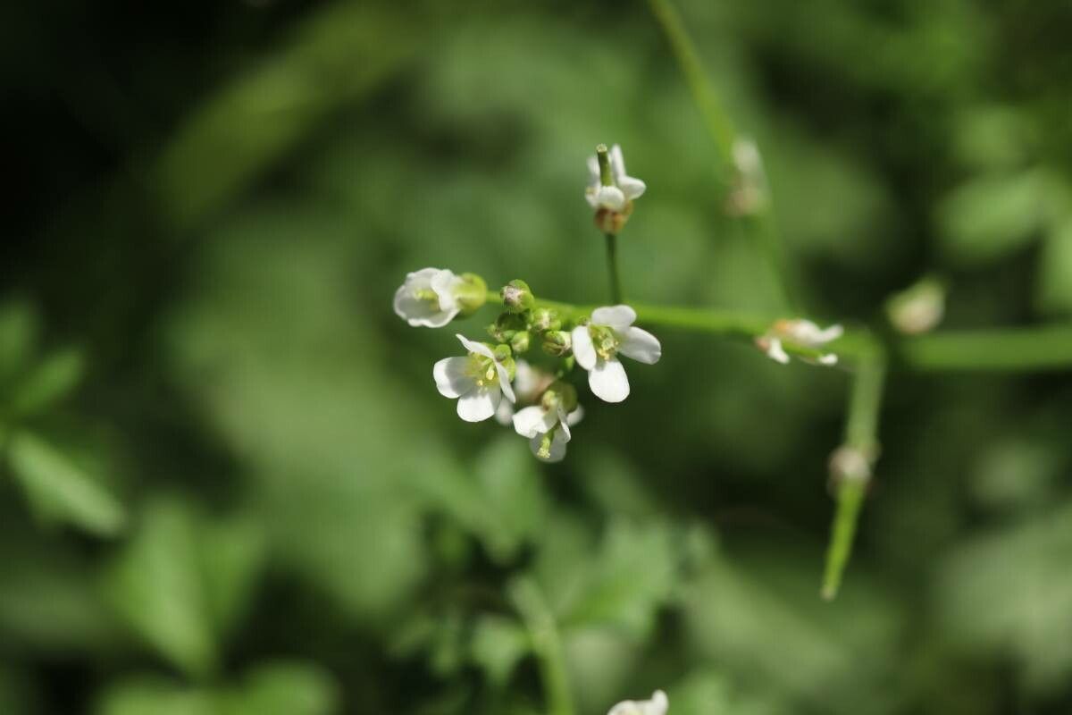 Cardamine occulta — search result for 'Cardamine'