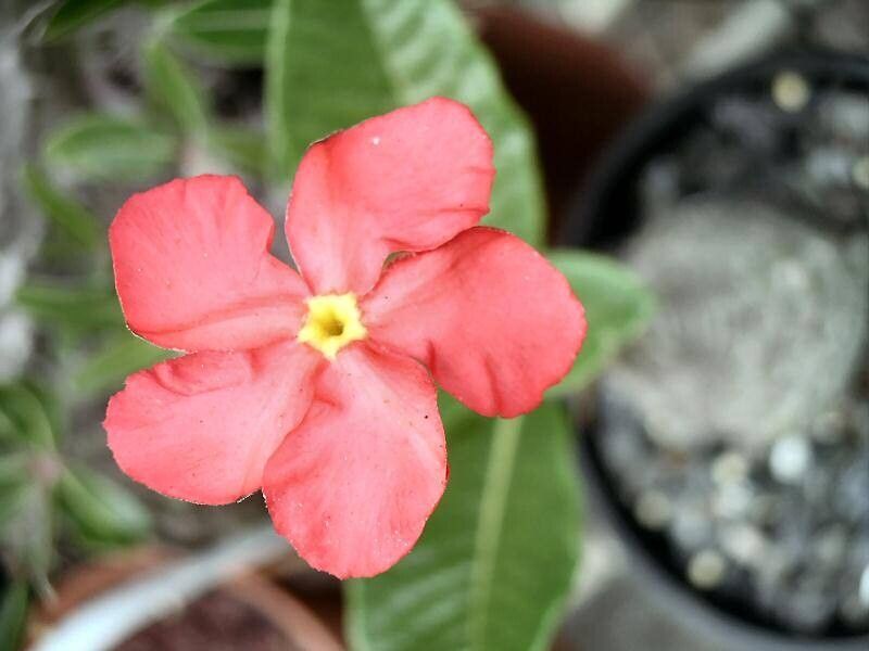 Pachypodium windsorii — search result for 'Pachypodium'