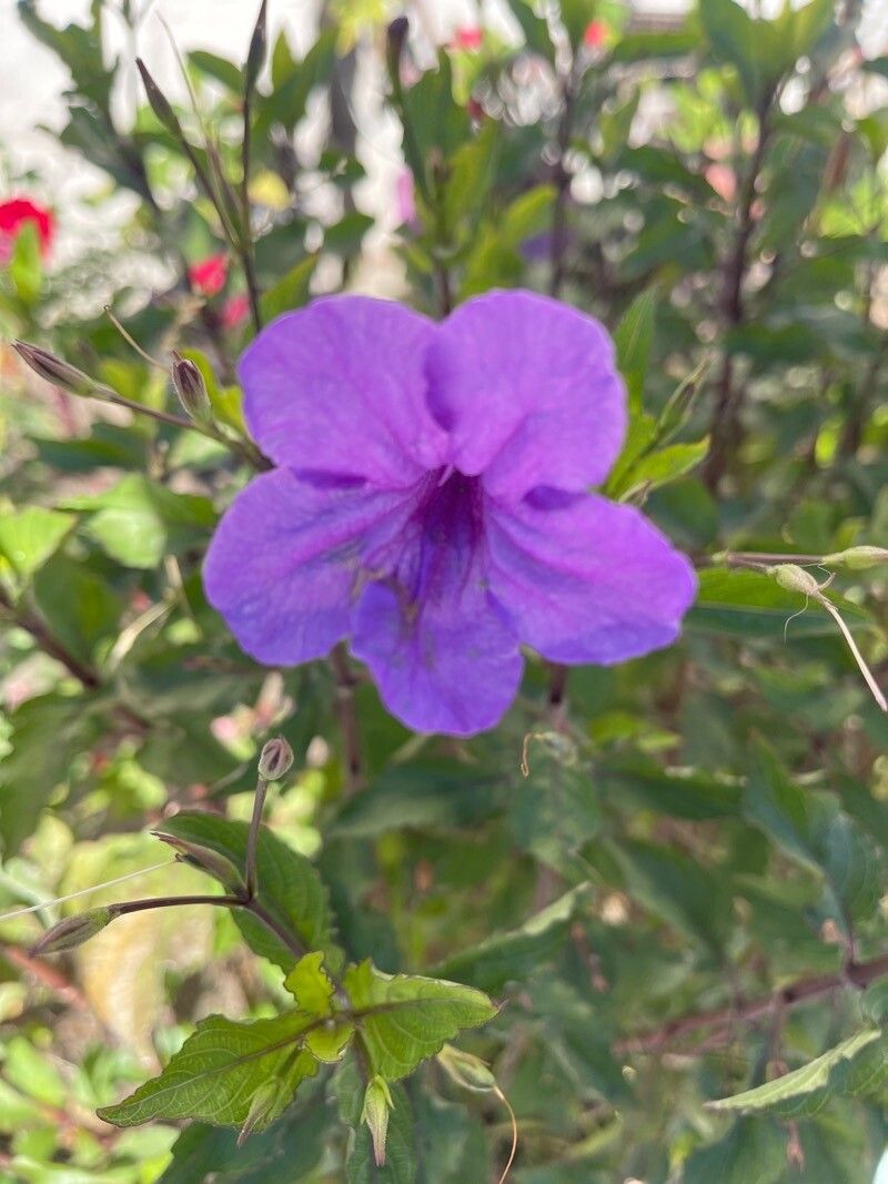 Ruellia nudiflora flower