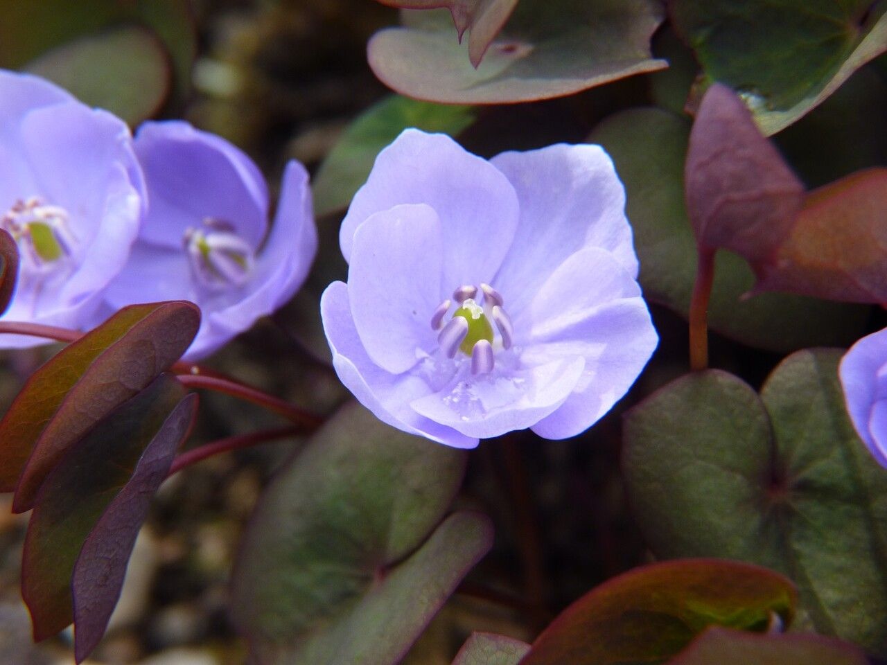 Plagiorhegma dubium flower