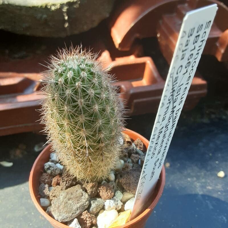 Oreocereus hempelianus — related species from the same genus