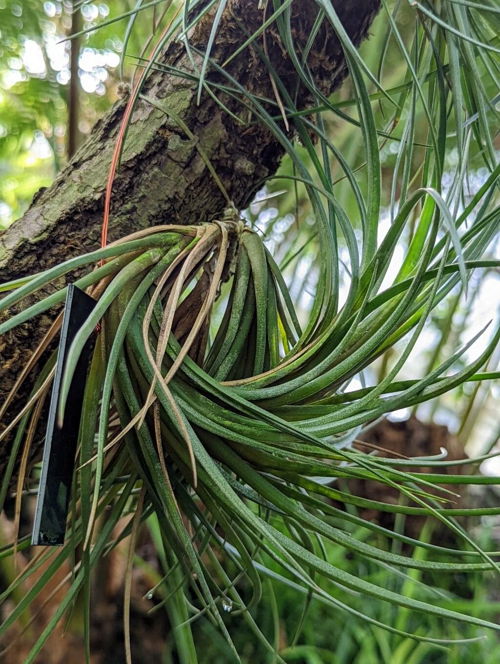 Tillandsia vernicosa leaf