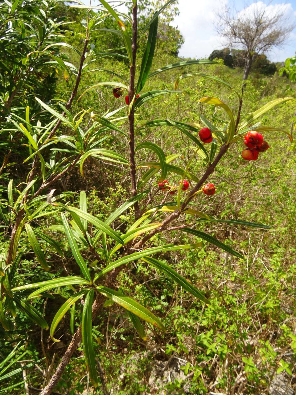 Malpighia linearis habit