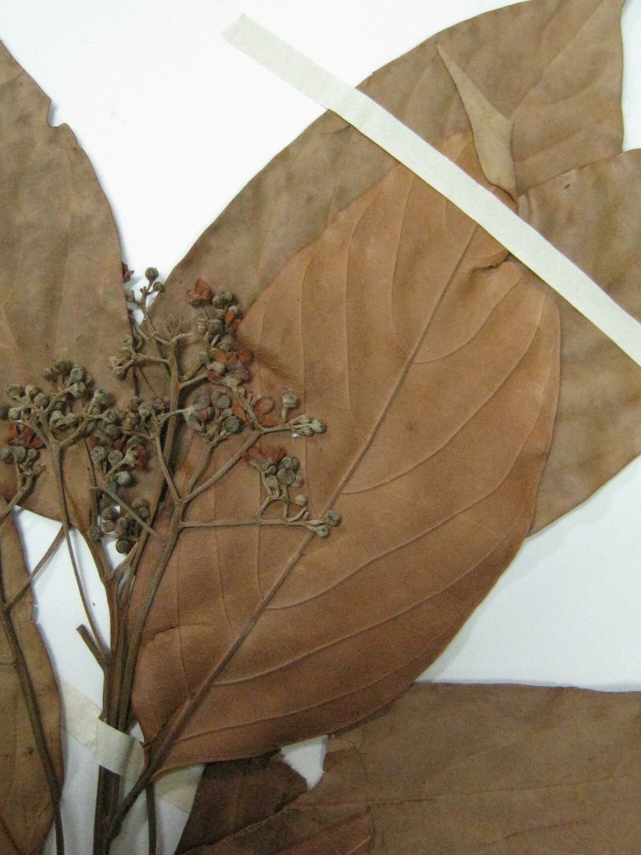 Nectandra globosa — search result for 'Nectandra'