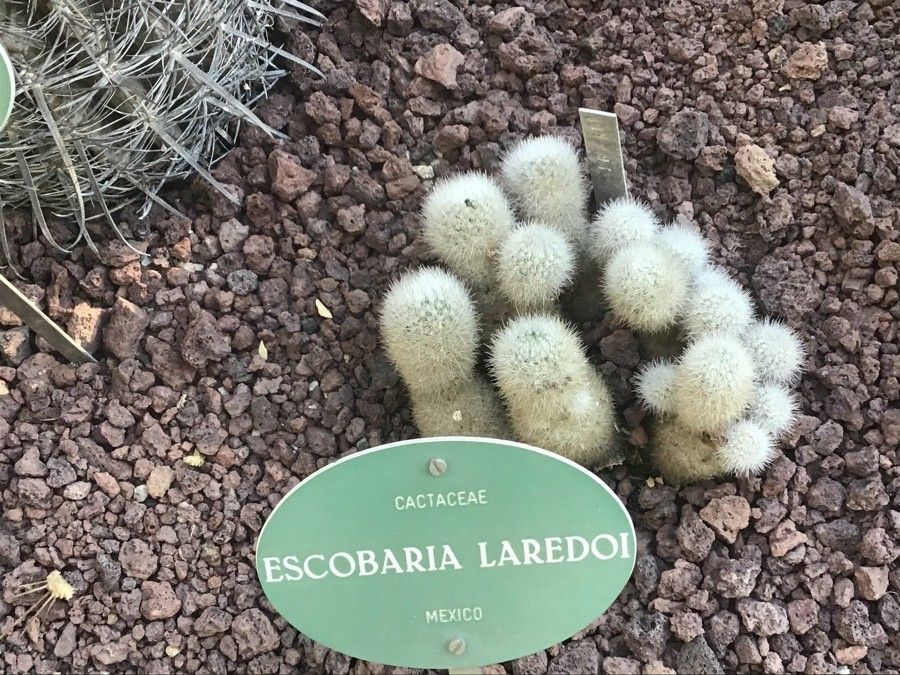 Escobaria laredoi — houseplant care guide