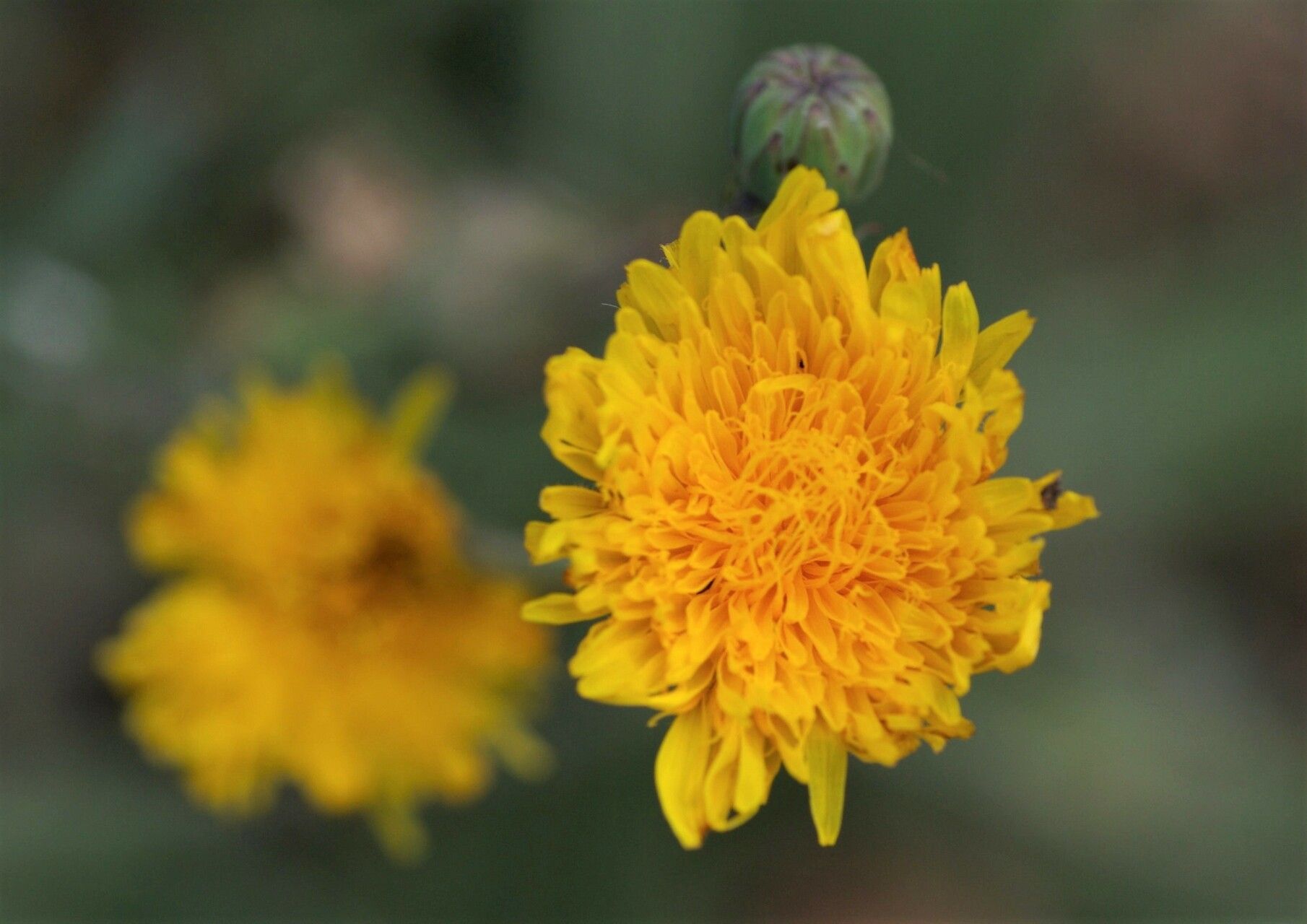 Sonchus maritimus flower