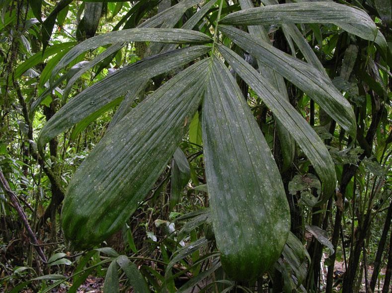 Bactris longiseta — search result for 'Arecaceae'