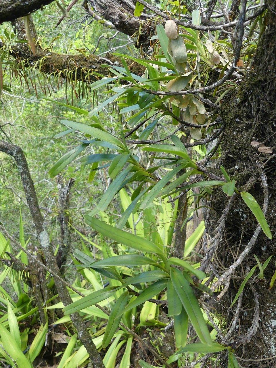 Jumellea recta habit