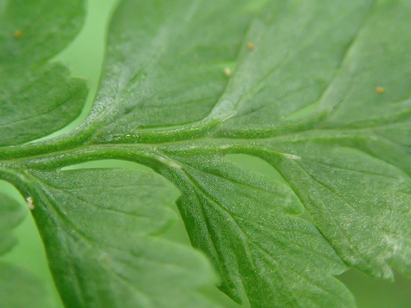 Athyrium ammifolium leaf