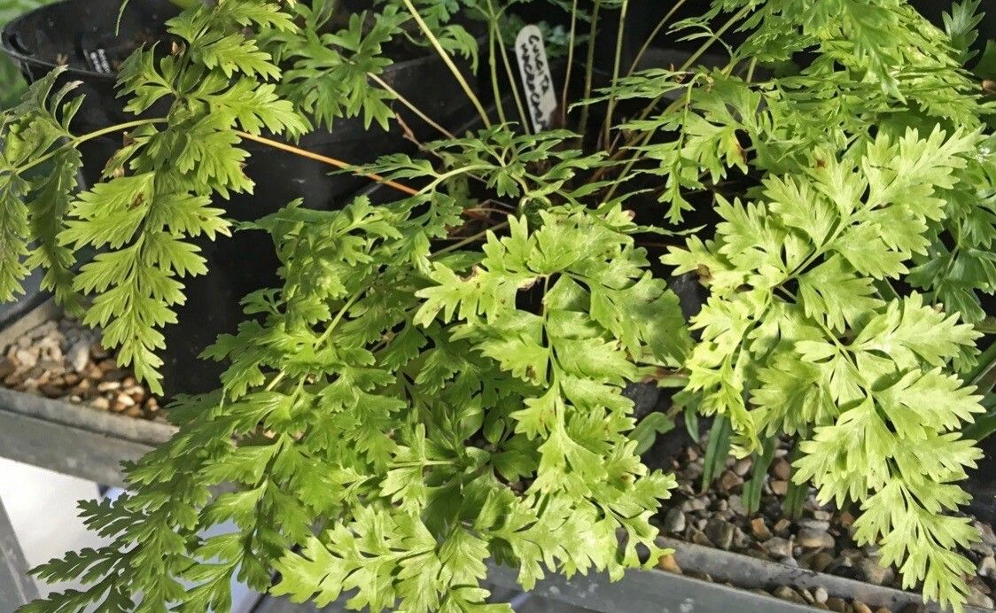 Culcita coniifolia — related species from the same genus