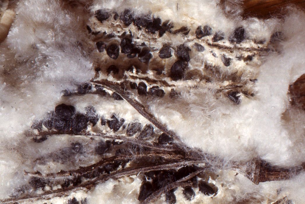 Chorisia speciosa fruit