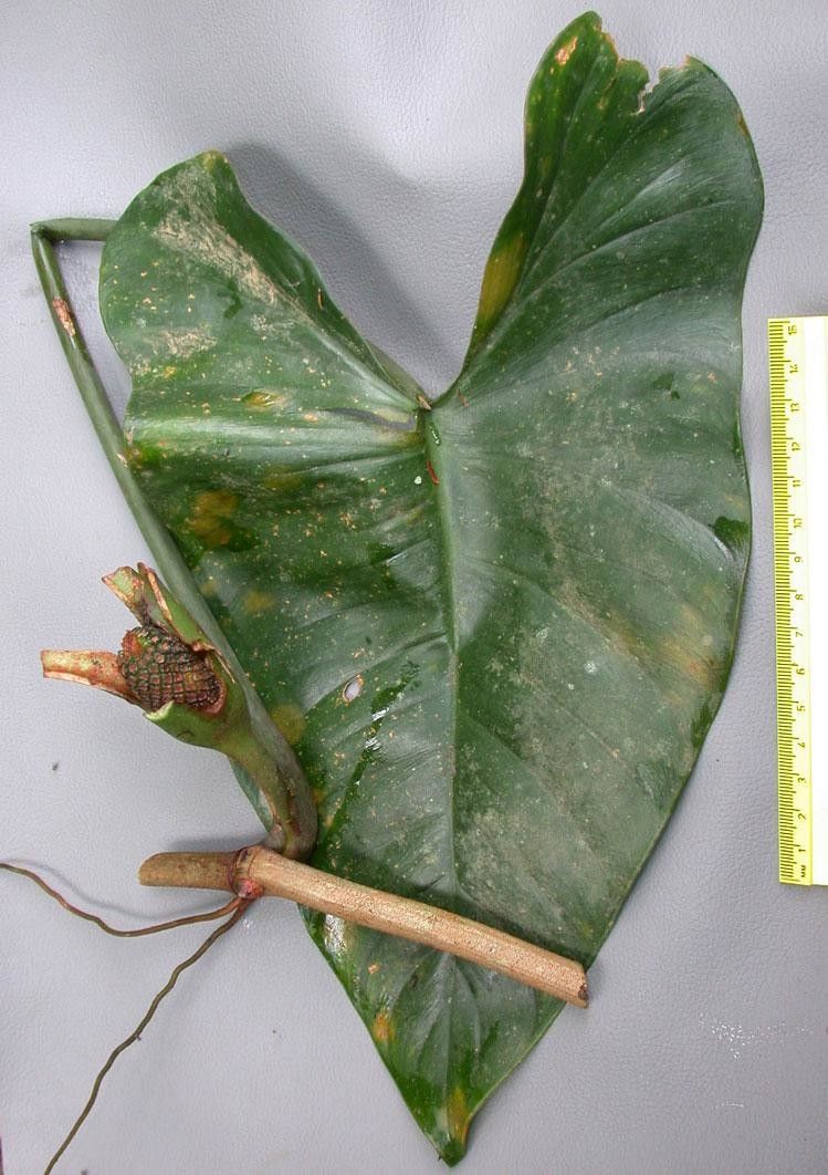 Philodendron brevispathum other