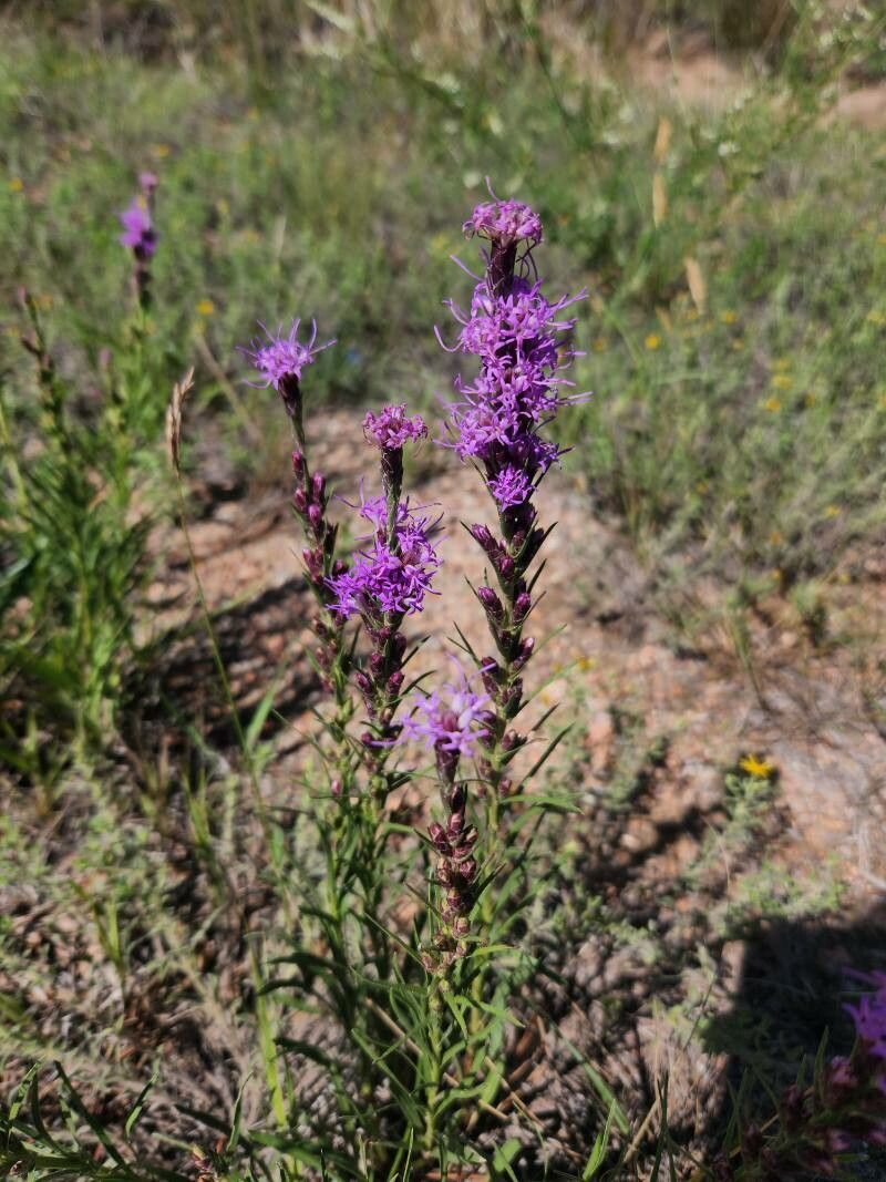 Liatris punctata flower