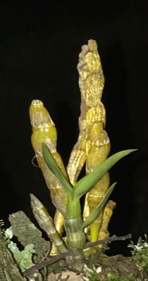 Epidendrum angustisegmentum leaf