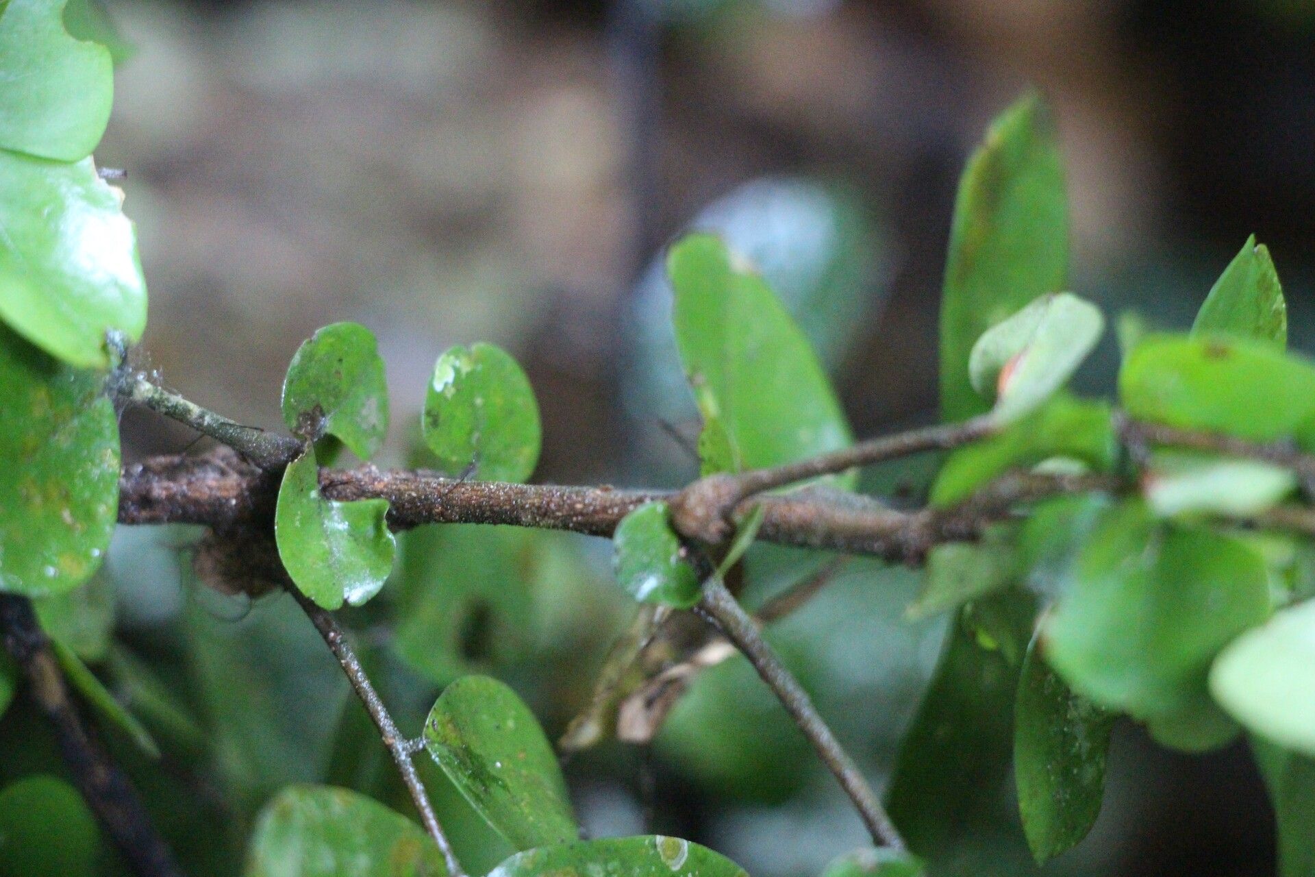 Rourea obliquifoliolata — houseplant care guide