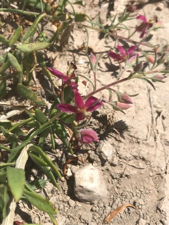 Krameria lanceolata flower