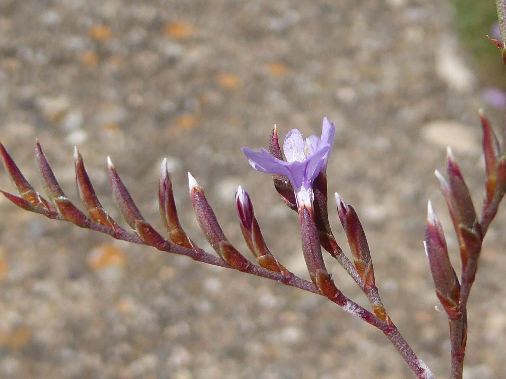 Limonium girardianum flower