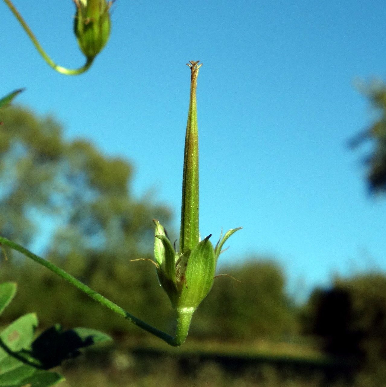 Geranium palustre fruit