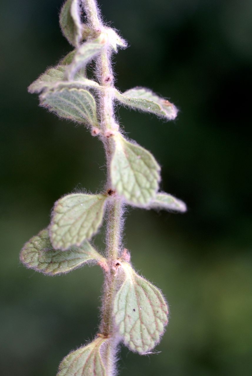 Sideritis briquetiana — houseplant care guide