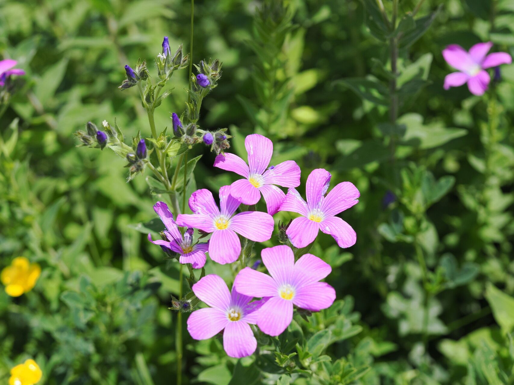 Linum hypericifolium flower