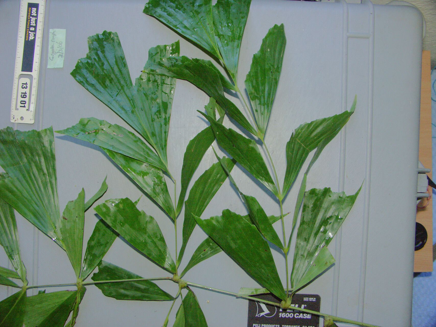 Caryota rumphiana leaf