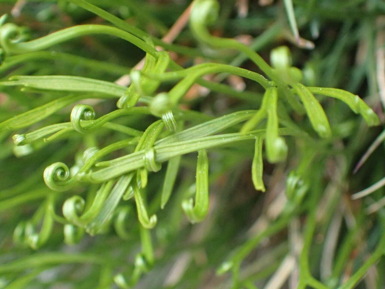 Asplenium septentrionale — search result for 'Aspleniaceae'