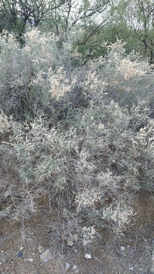 Atriplex polycarpa habit