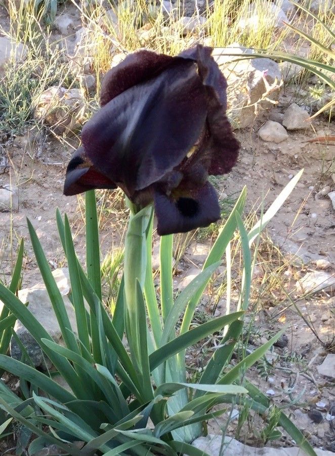 Iris atrofusca flower