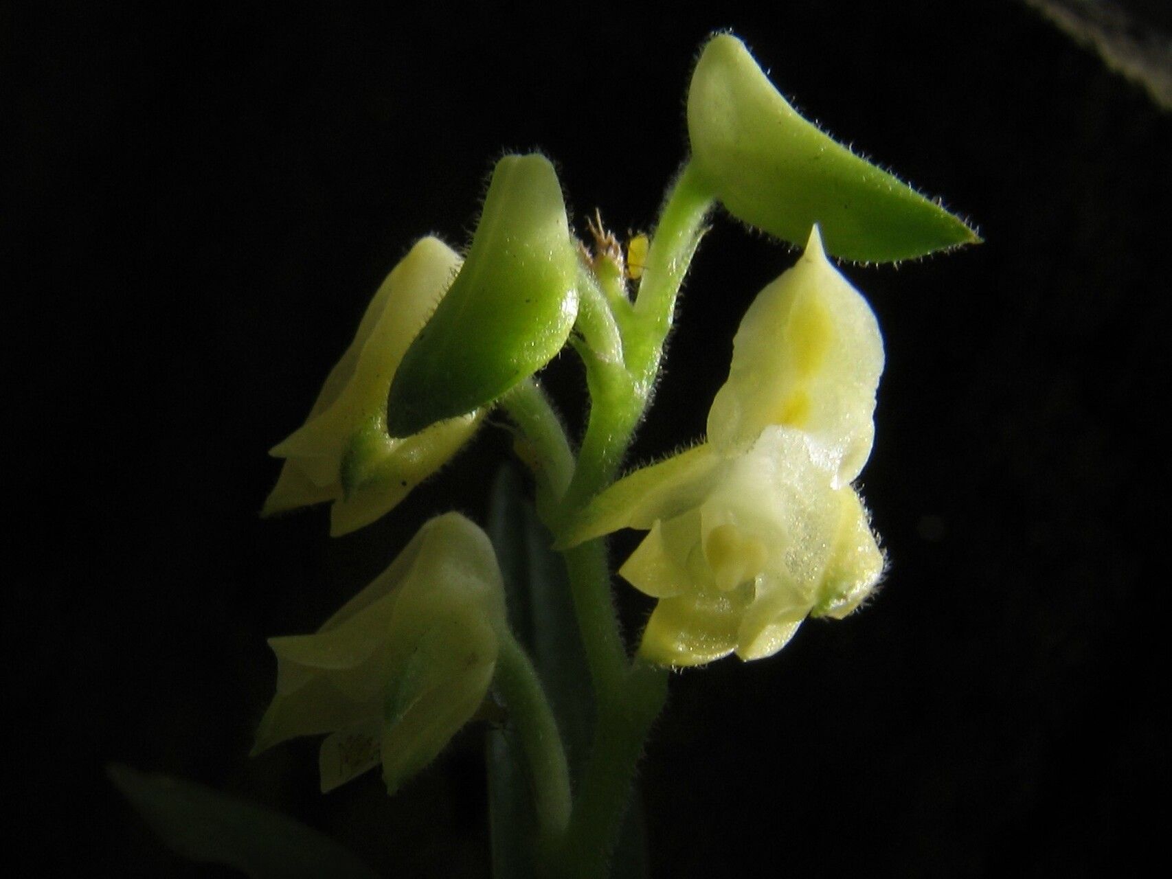 Polystachya obanensis flower