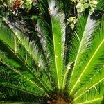 Cycas revoluta