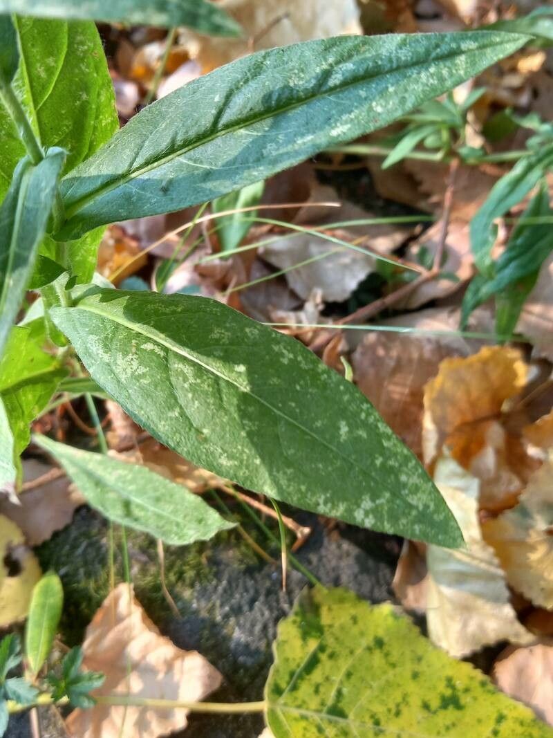 Inula britannica — related species from the same genus