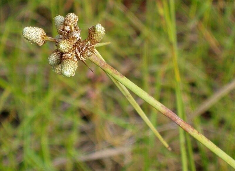 Cyperus albescens — houseplant care guide