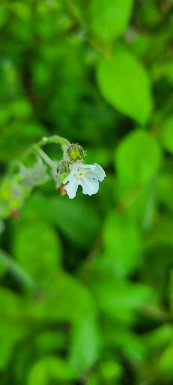 Cynoglossum virginianum flower