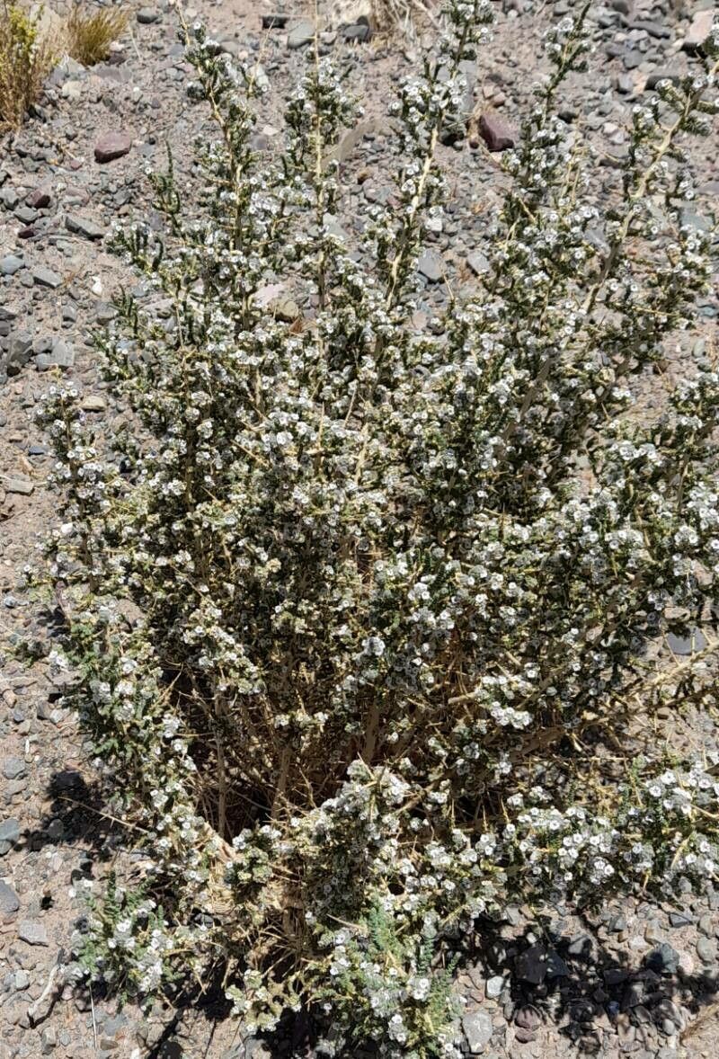 Aloysia salsoloides habit