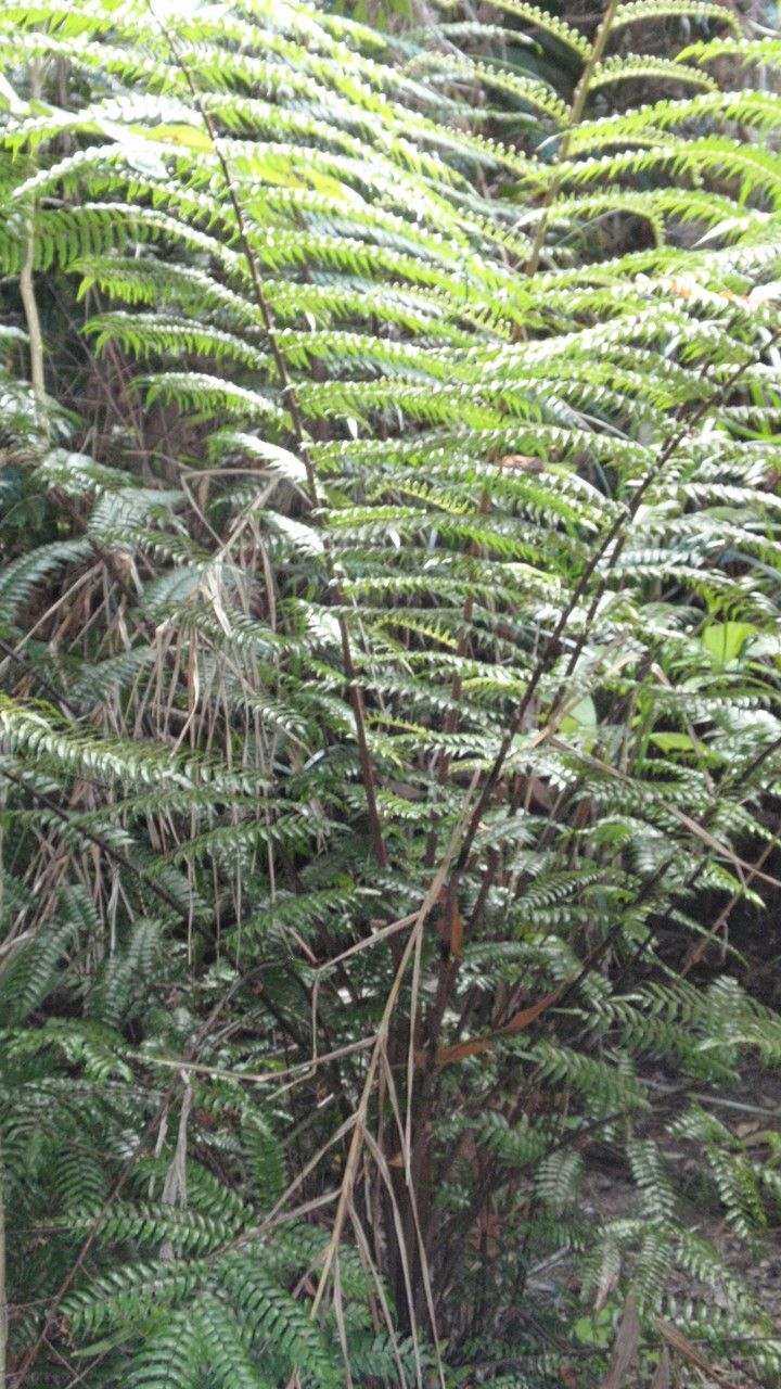 Cyathea rebeccae leaf