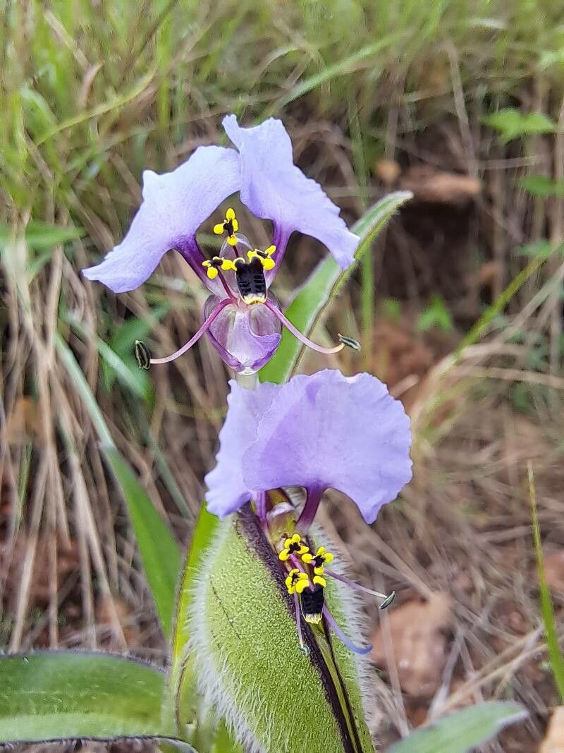 Commelina neurophylla — search result for 'Commelina'
