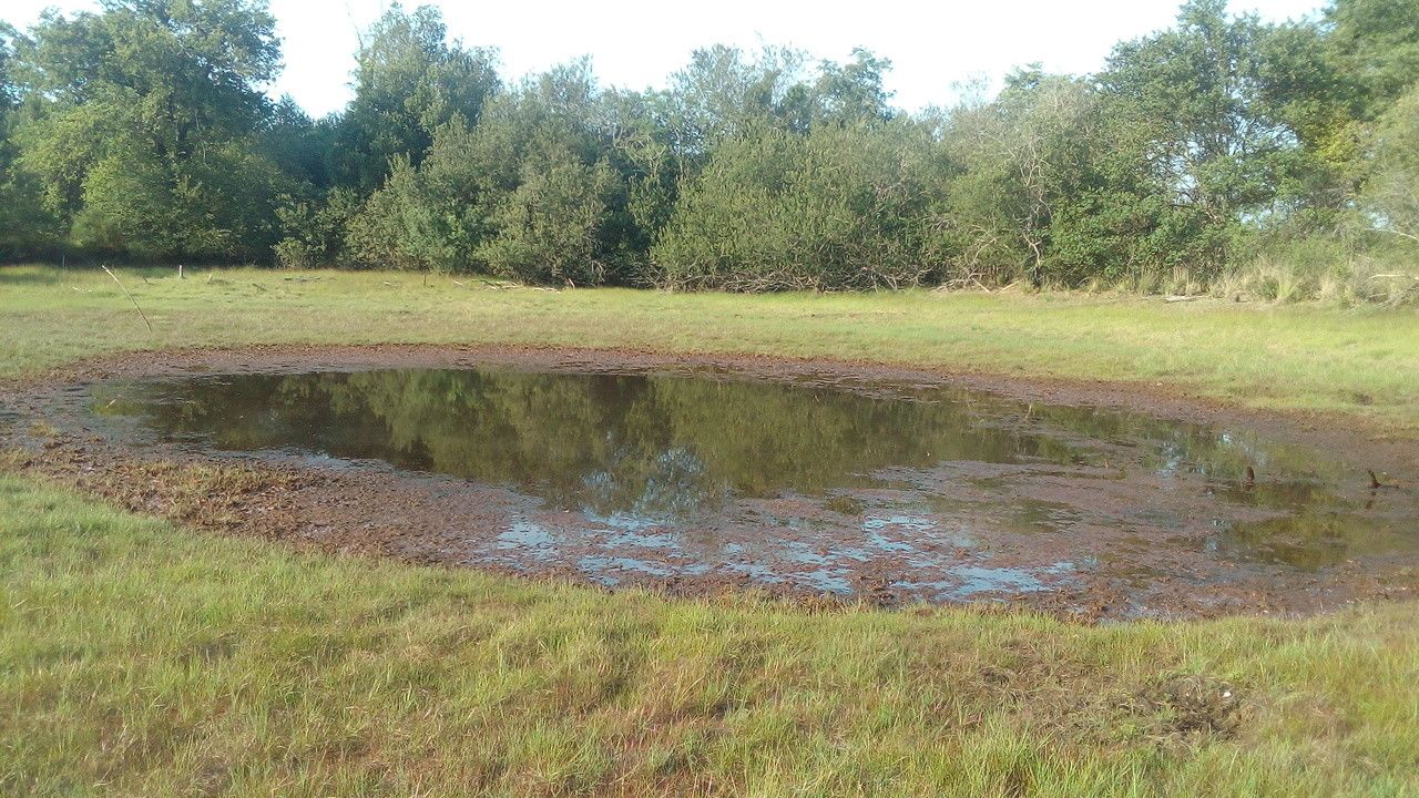 Caropsis verticillato-inundata habit