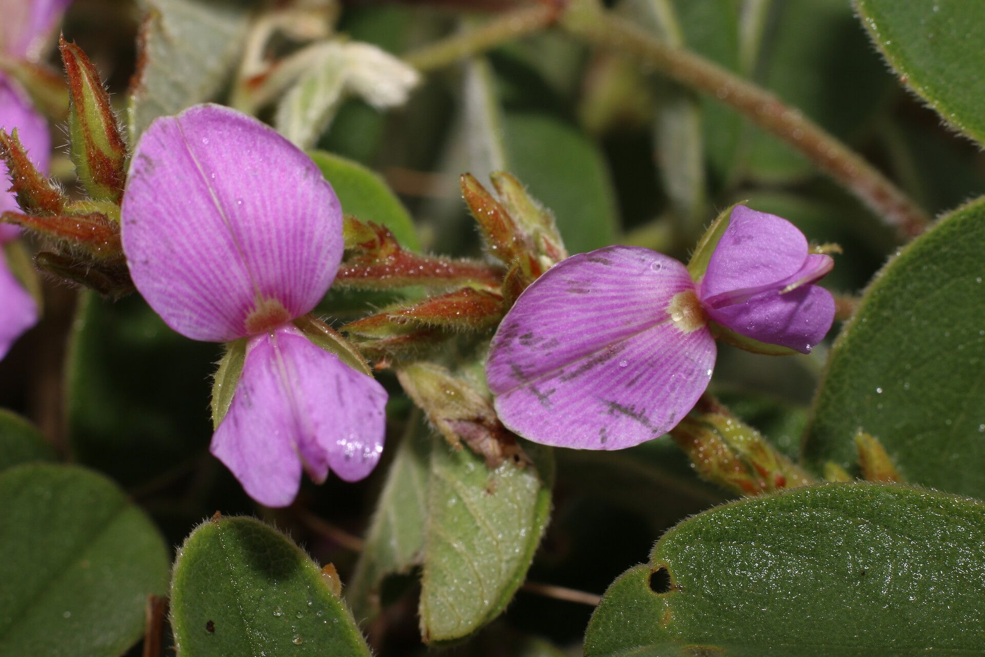 Galactia argentea flower