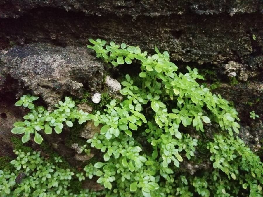 Pilea herniarioides — search result for 'Urticaceae'