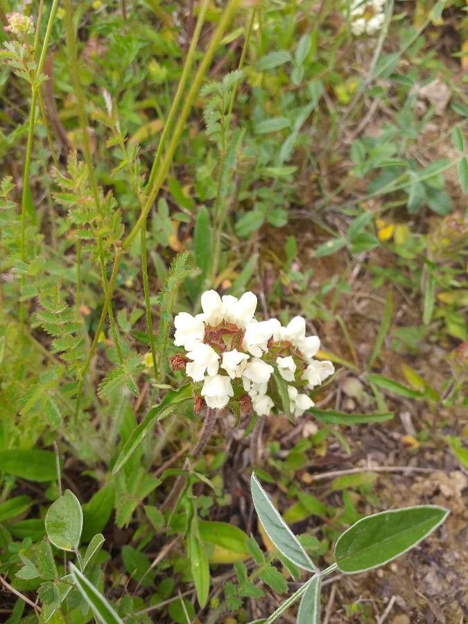Prunella laciniata flower