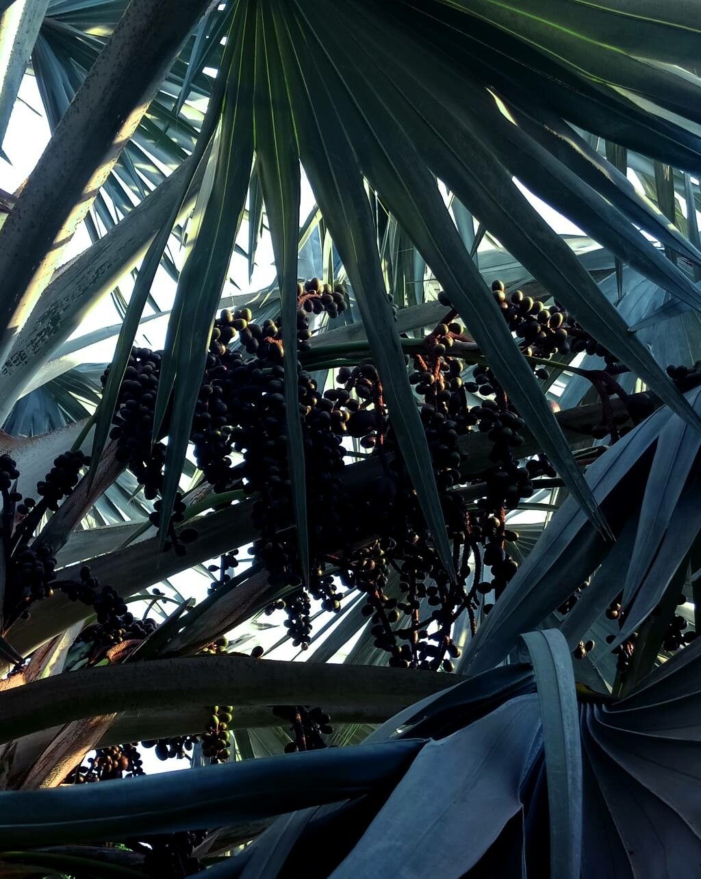 Bismarckia nobilis fruit