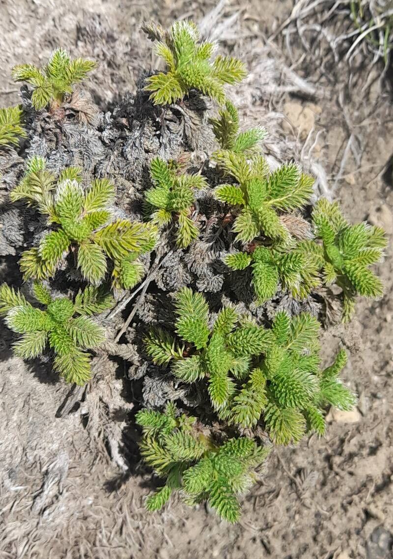 Acaena macrocephala habit