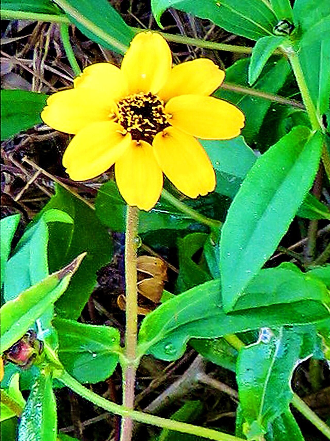 Zinnia maritima — houseplant care guide