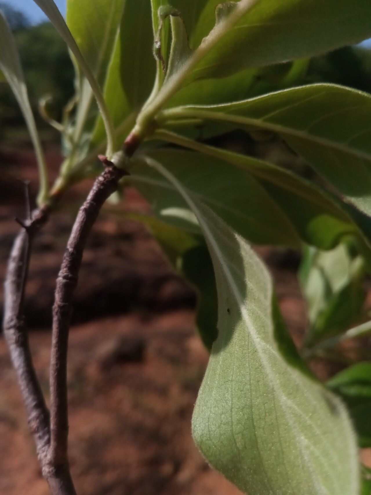 Psychotria antakaranensis — houseplant care guide