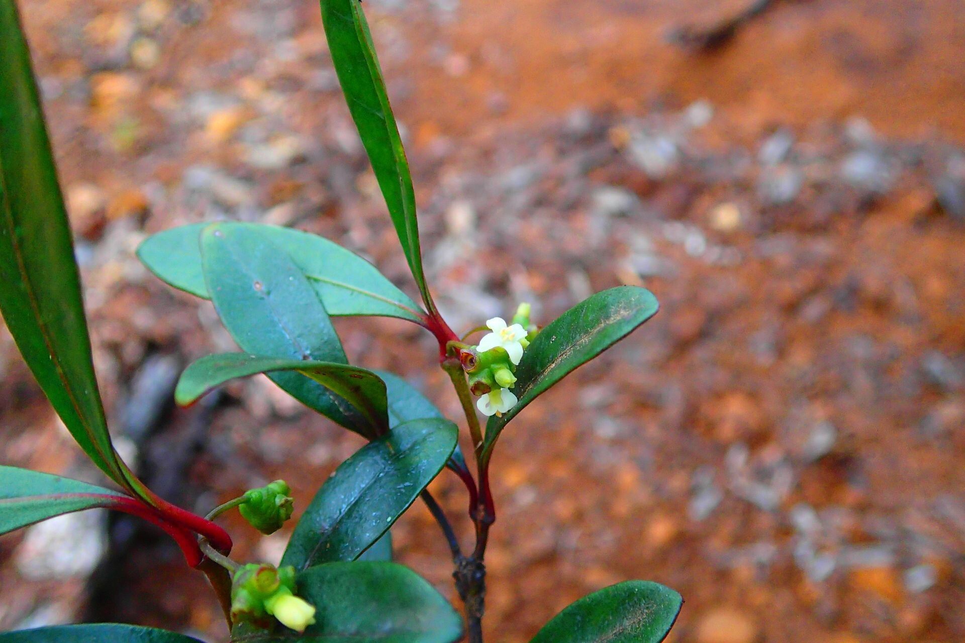 Gynochthodes collina habit