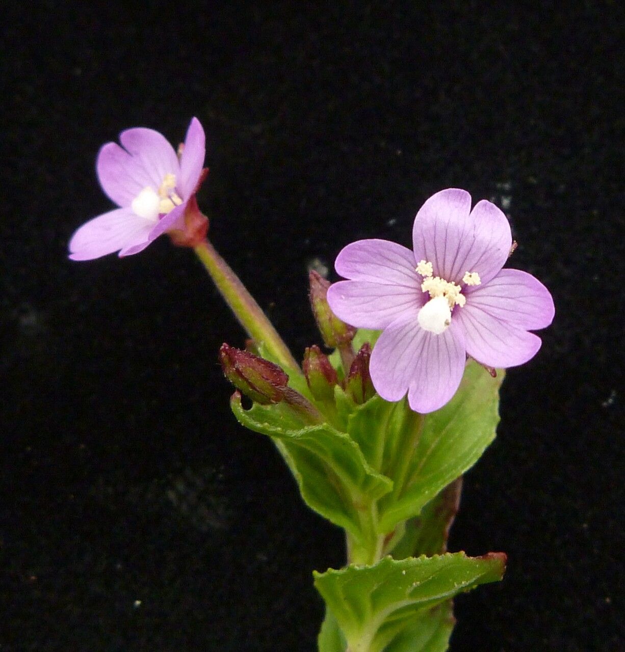 Epilobium chitralense — search result for 'Epilobium'