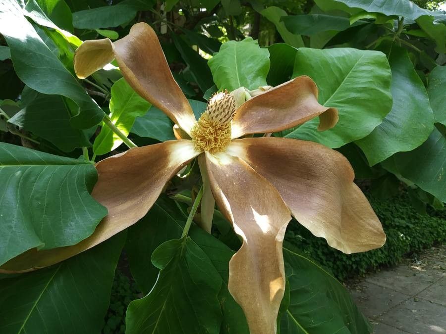 Magnolia macrophylla flower