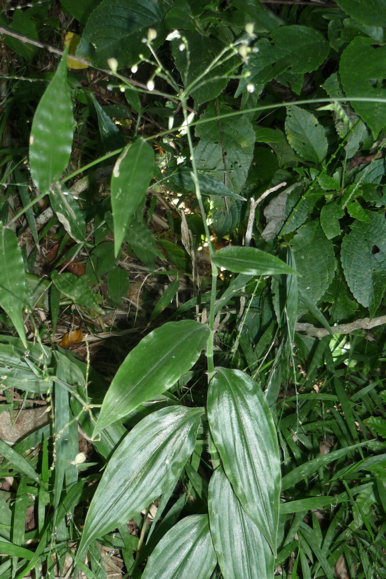 Rhopalephora scaberrima — houseplant care guide