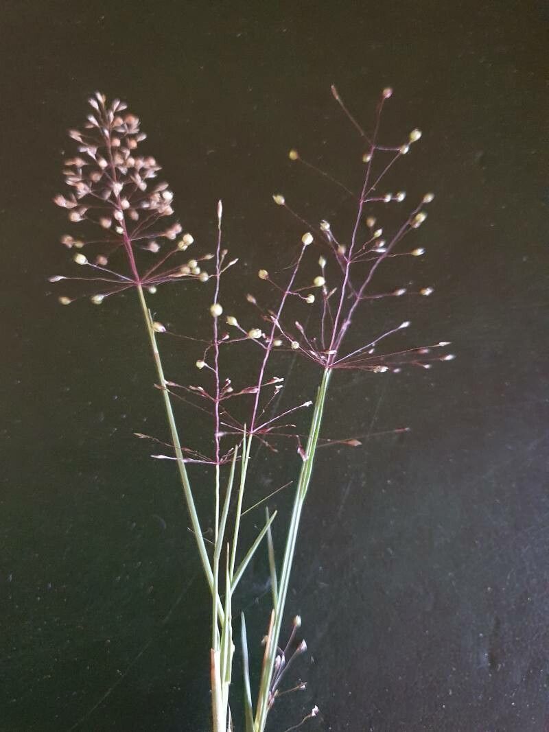 Sporobolus discosporus flower