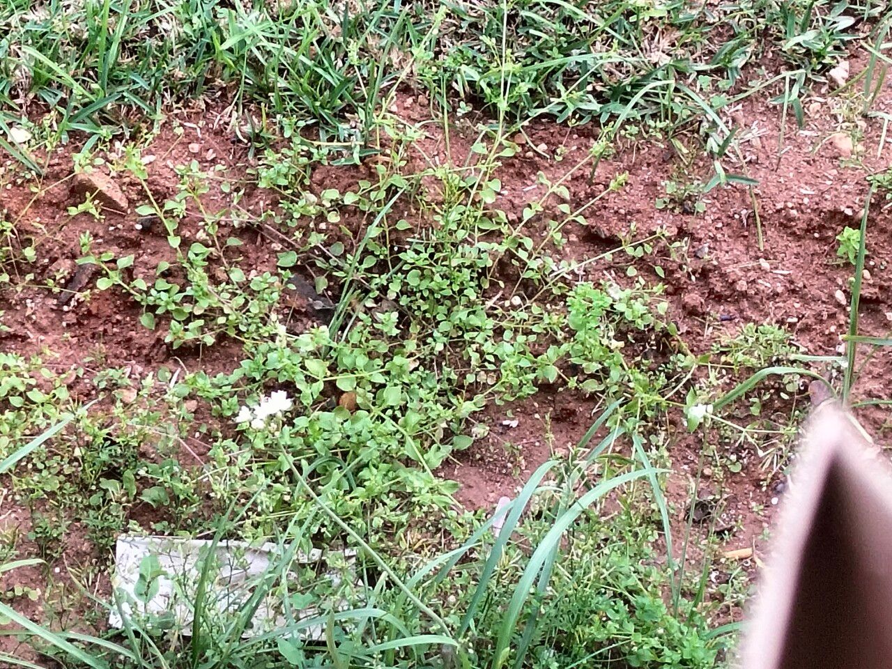 Nothoscordum gracile flower